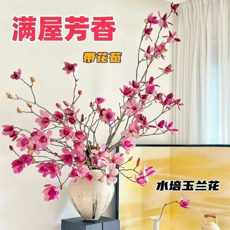 AAA水培玉兰鲜切枝带花苞室内外耐寒花卉好养年宵花