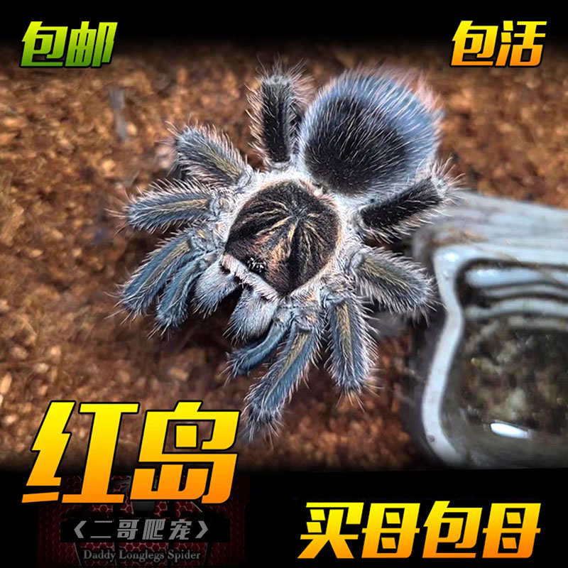 海地红岛蜘蛛宠物大型海地咖啡原色种活体蜘蛛稀有收藏