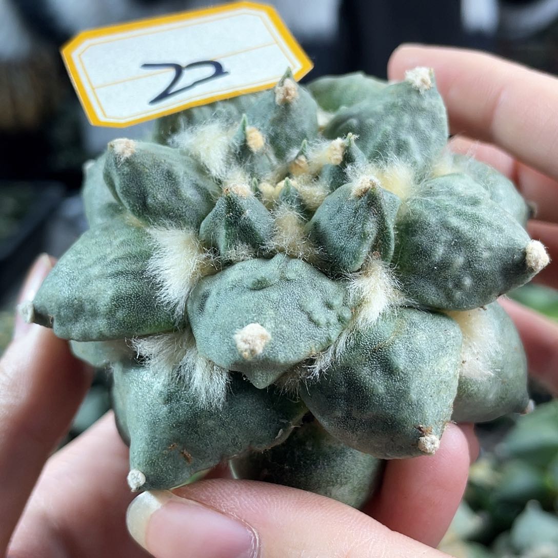 22号自根肥青瓷带怒福利