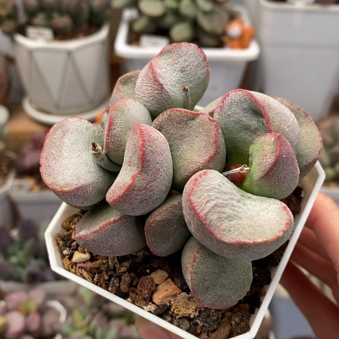 黛安娜水泡多肉植物