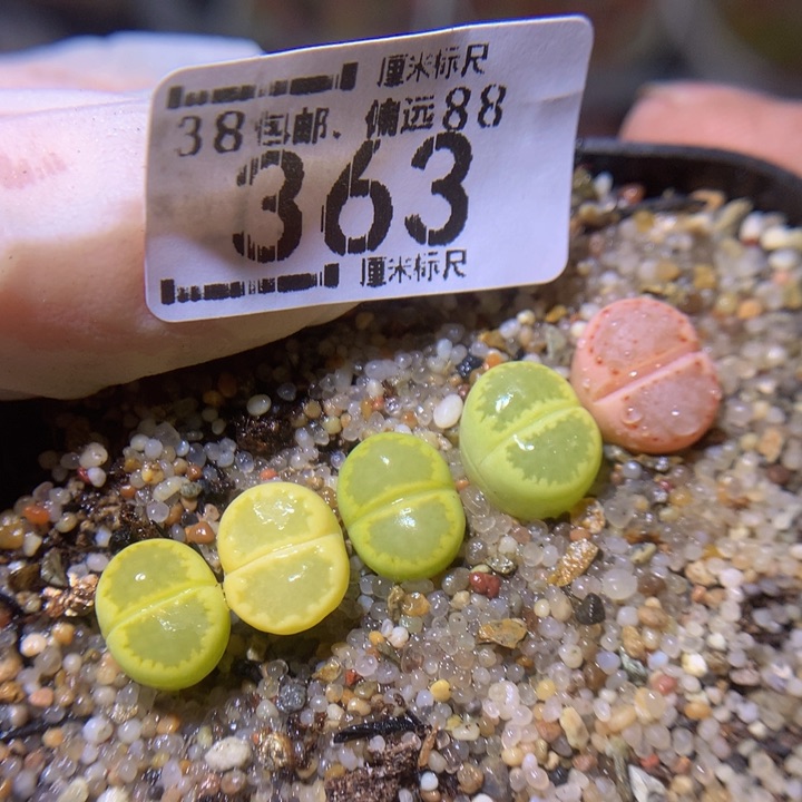 Sss精品生石花363