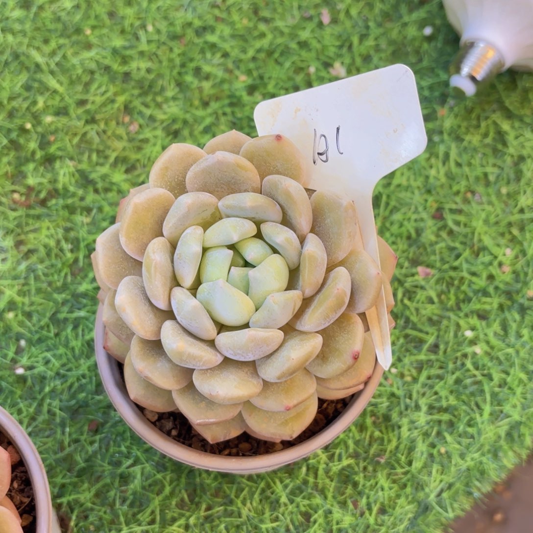 三***妈云南金致家精品多肉