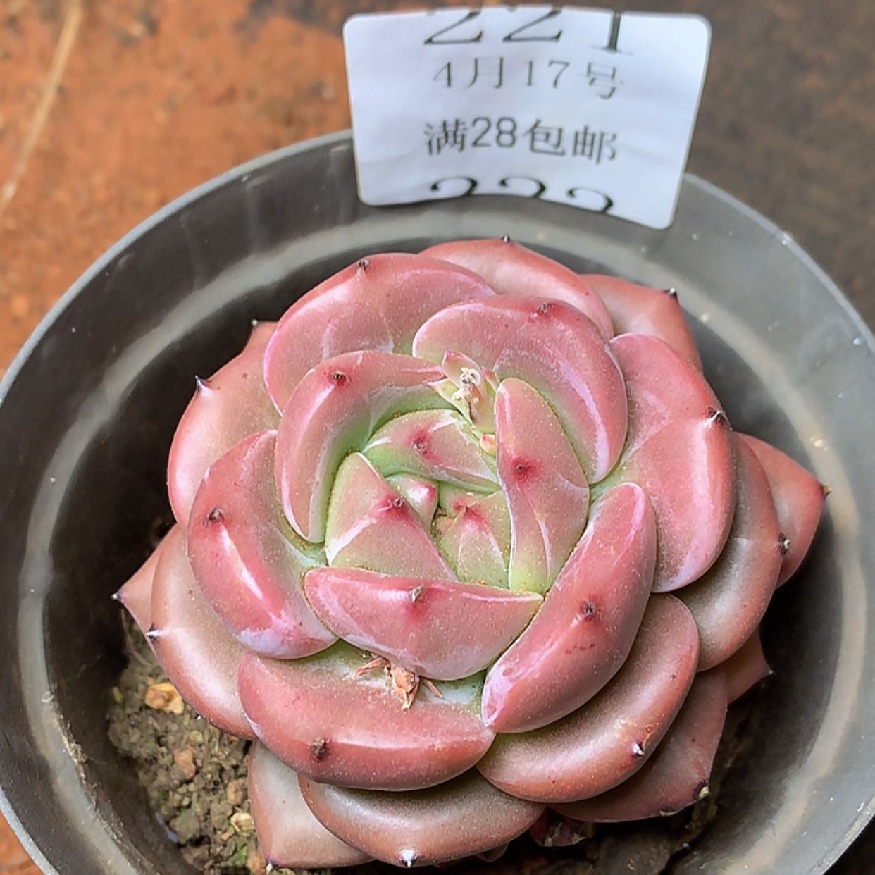 【闪购商品】云221号