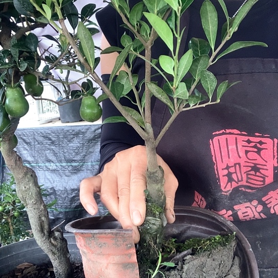 无花朵金弹子万年青葫芦