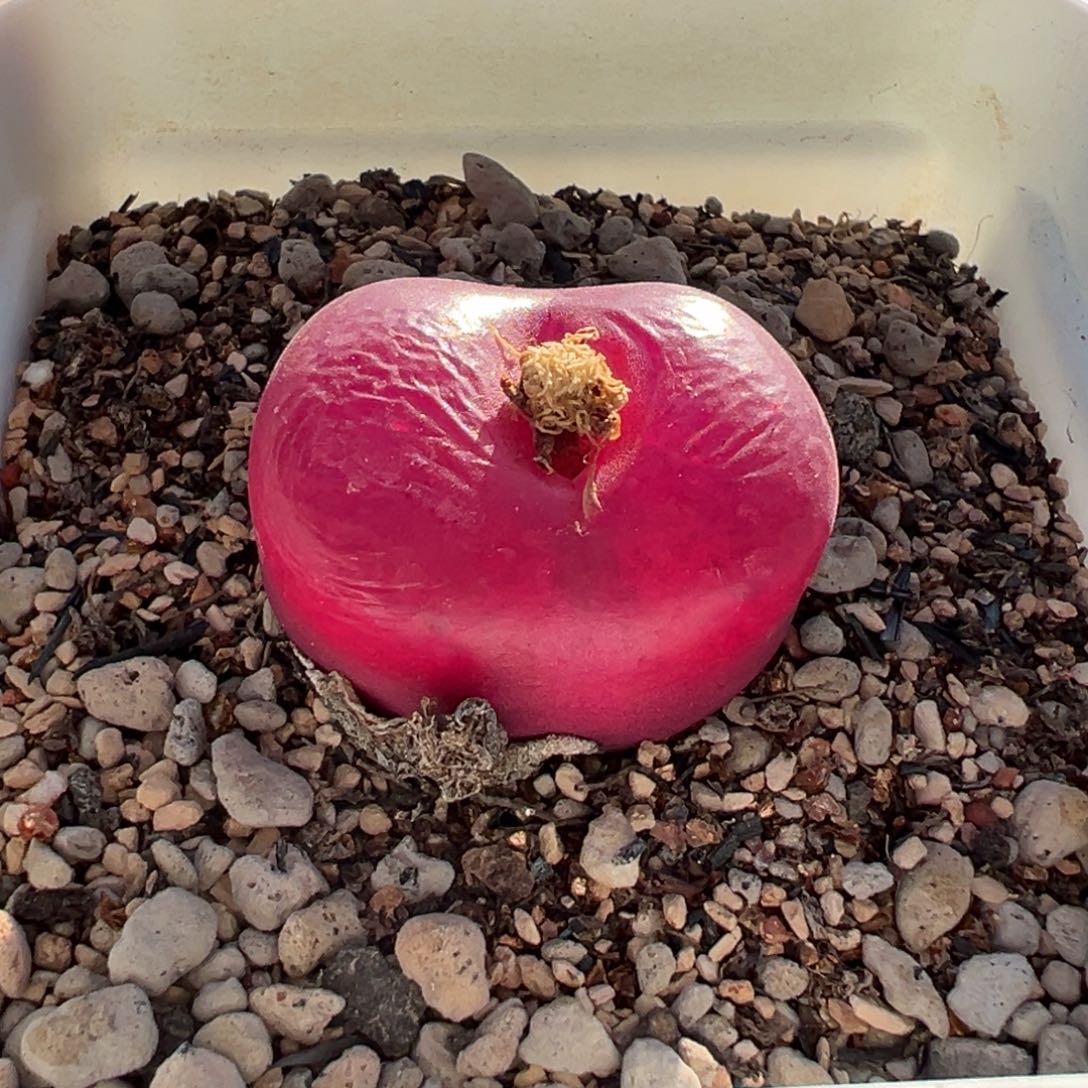 1111111111111多肉多肉