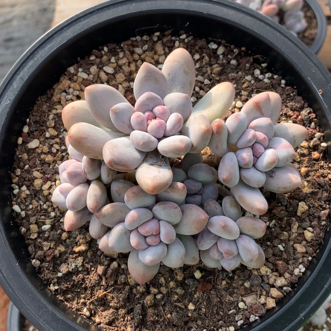 14厘米六头香水多肉3005