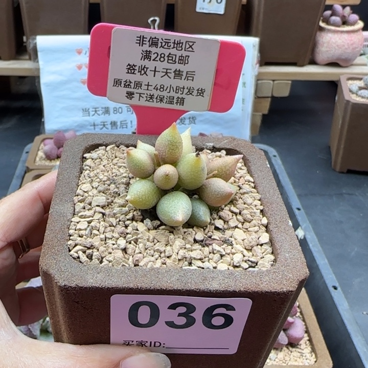 036小辣椒微瑕多肉植物