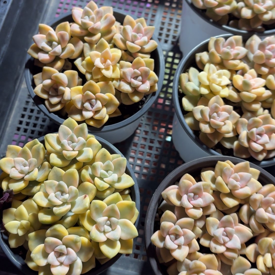 美杏锦多肉11㎝盆散群特价