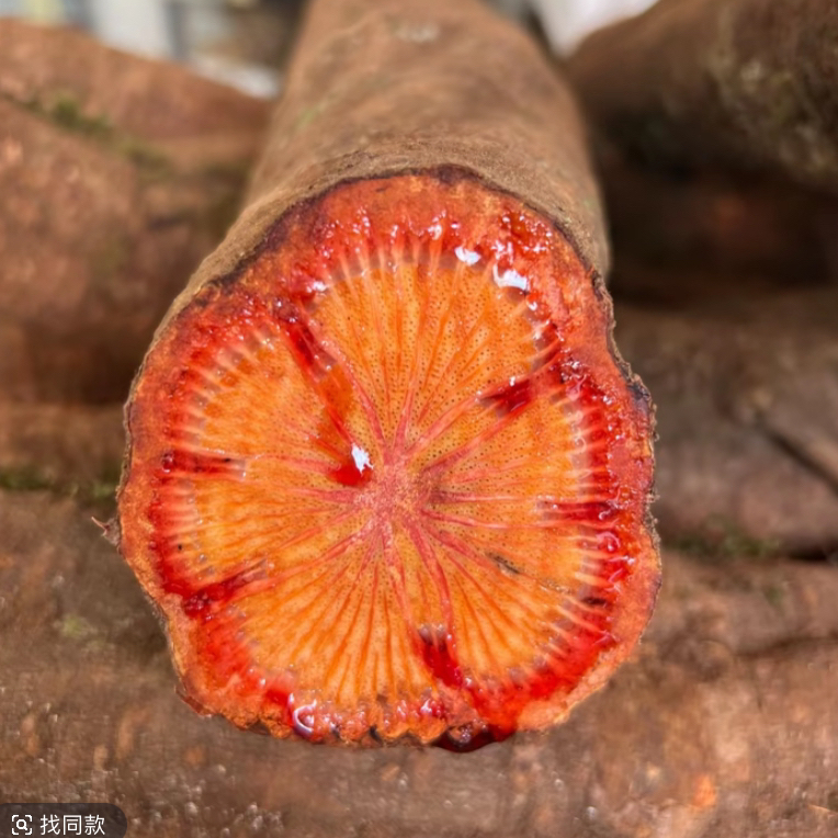 云南深山野生血塞通一物一拍