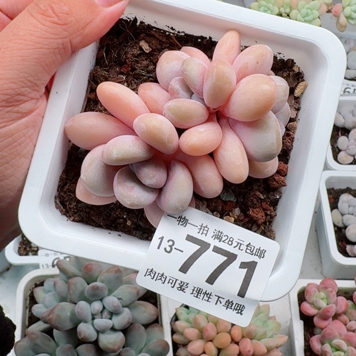 粉兔无盆土发货多肉多