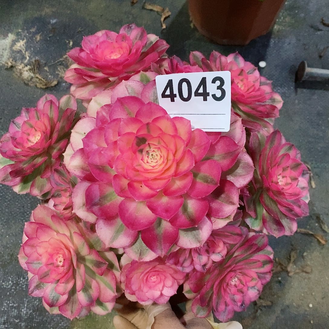 红陶4043倾城冠22