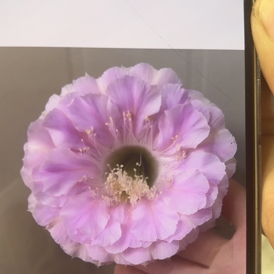 彩草新1-33号8公分左右