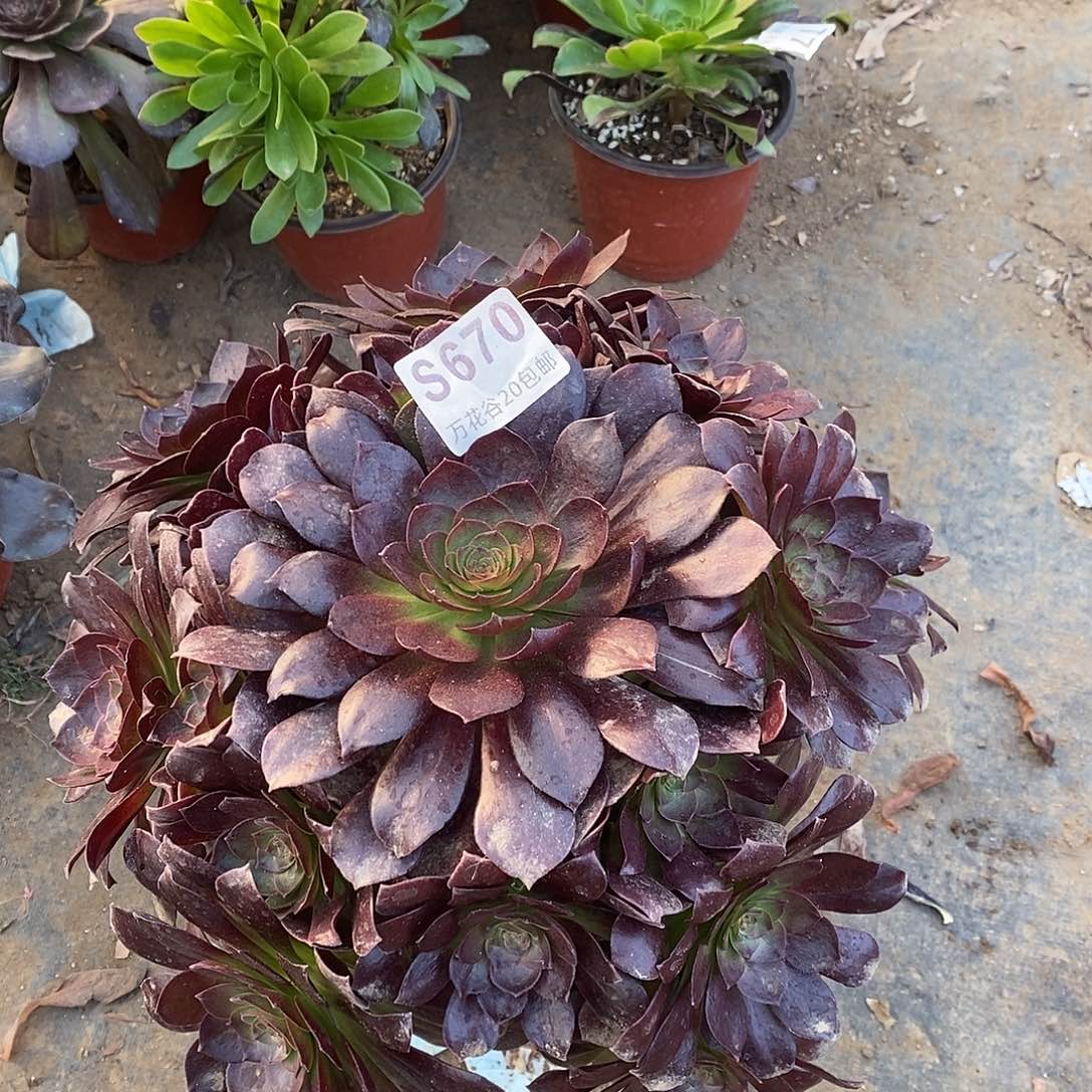 670赤焰莲多肉植物