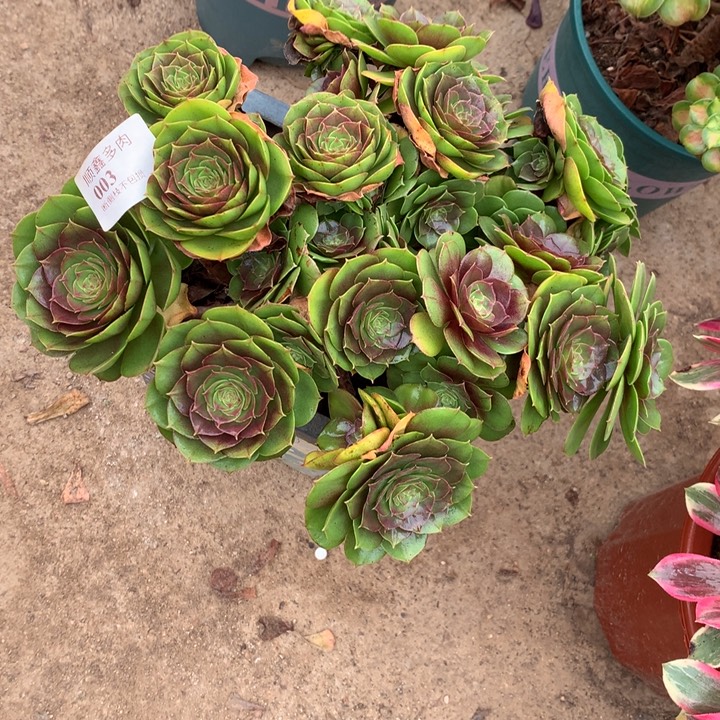 003万圣节多肉植物特价