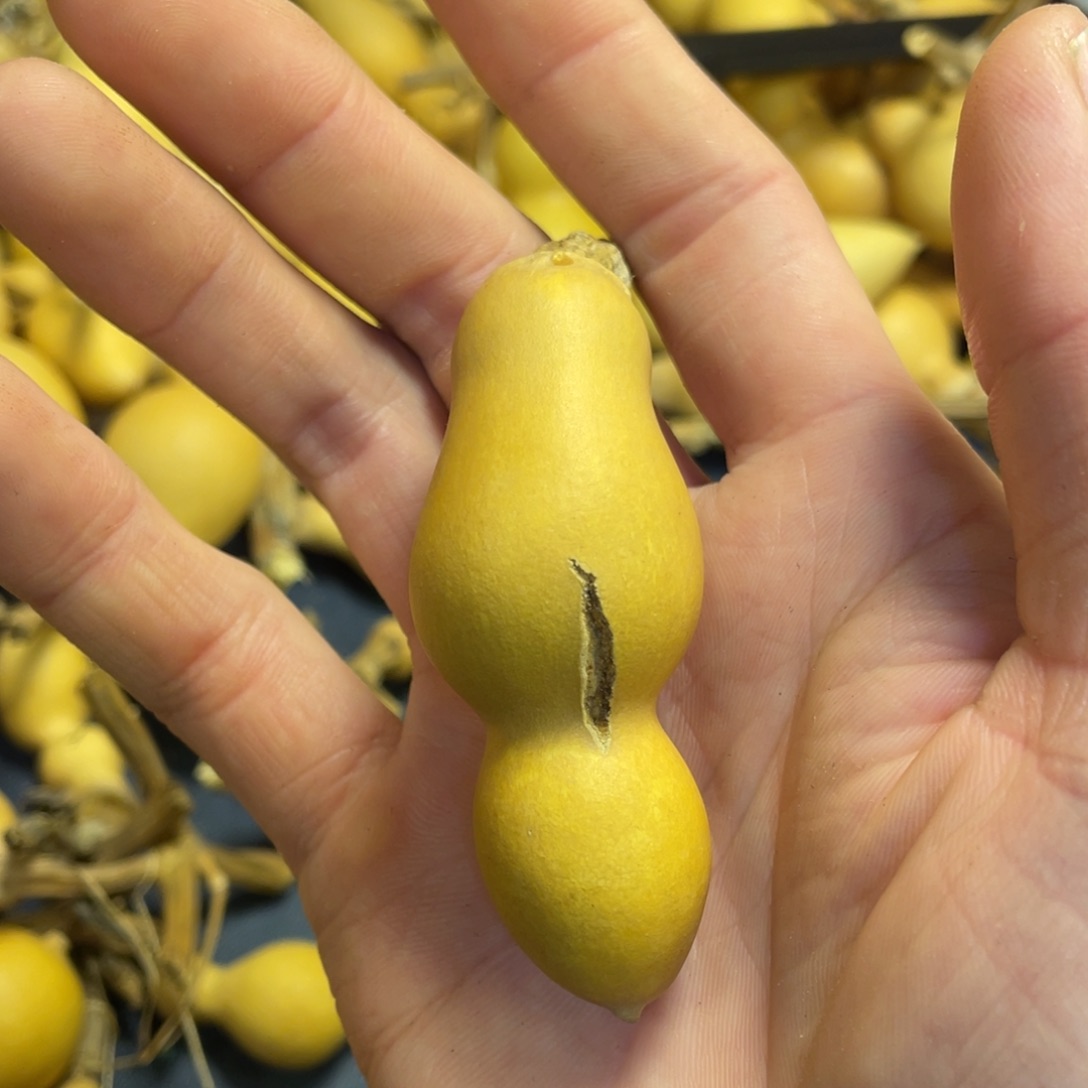 1***7大叶紫檀（黑酸枝木类）