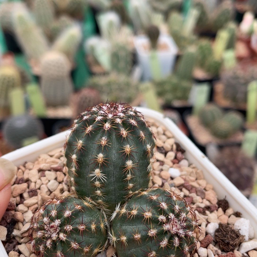 鹿角柱实生仙人球山地青花虾