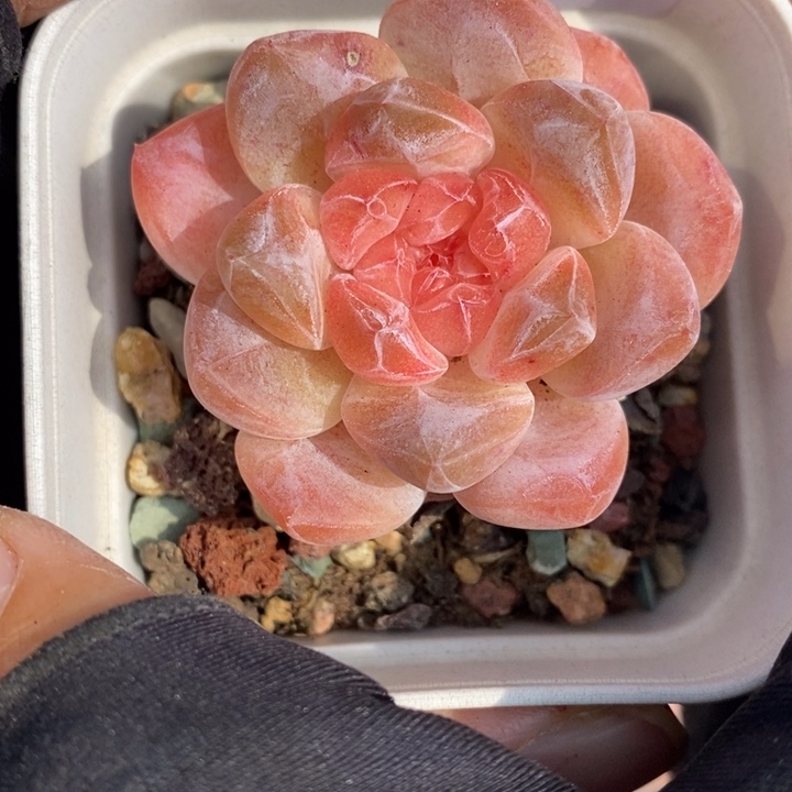 1209-560，粉魄多肉