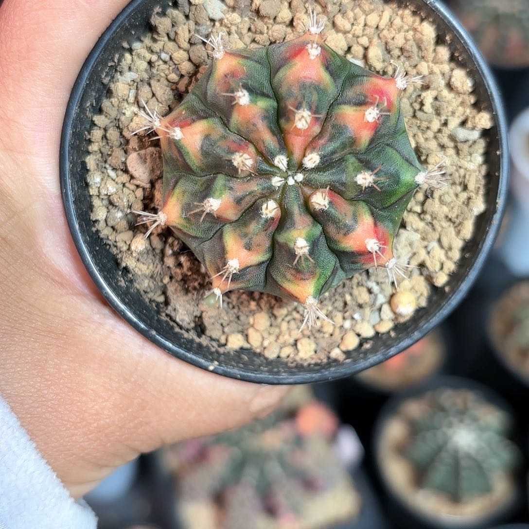 泰系米哈仙人球300