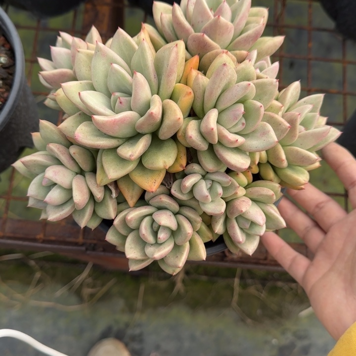 奶油鳄梨10头多肉植物绿植