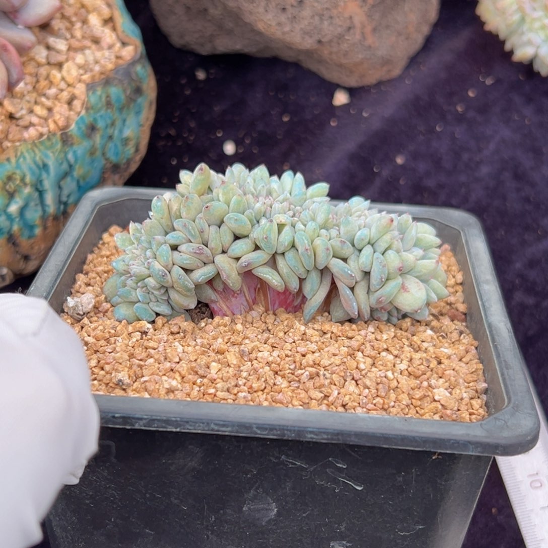 新年快乐 新年快乐