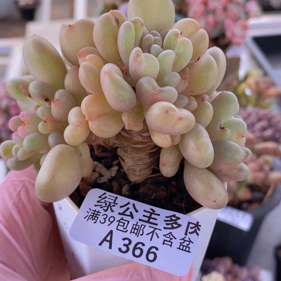 比尔盖茨8cm366多肉植物