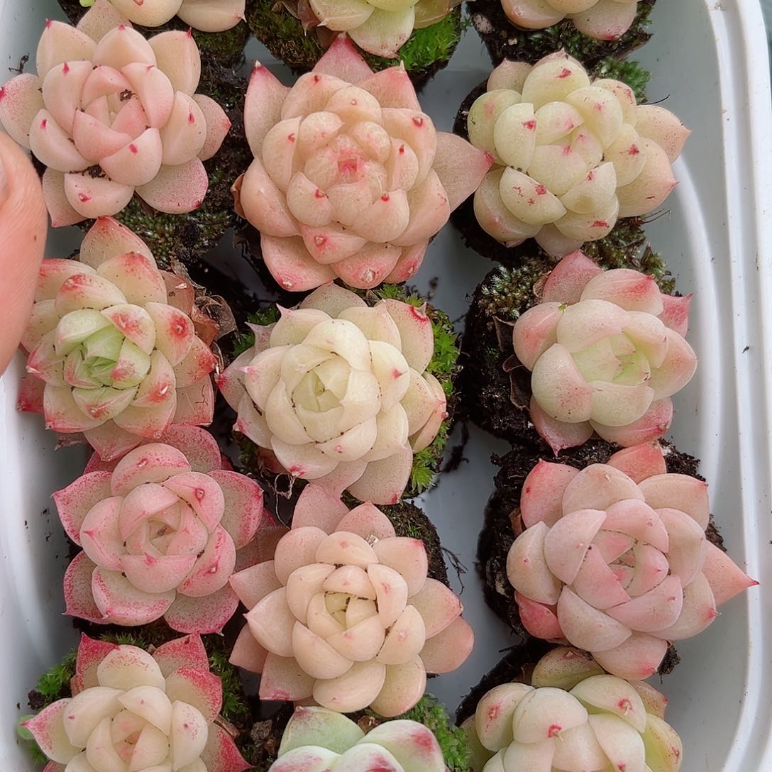 1-302 新疆西藏内蒙不发 2-3公分12.8包邮