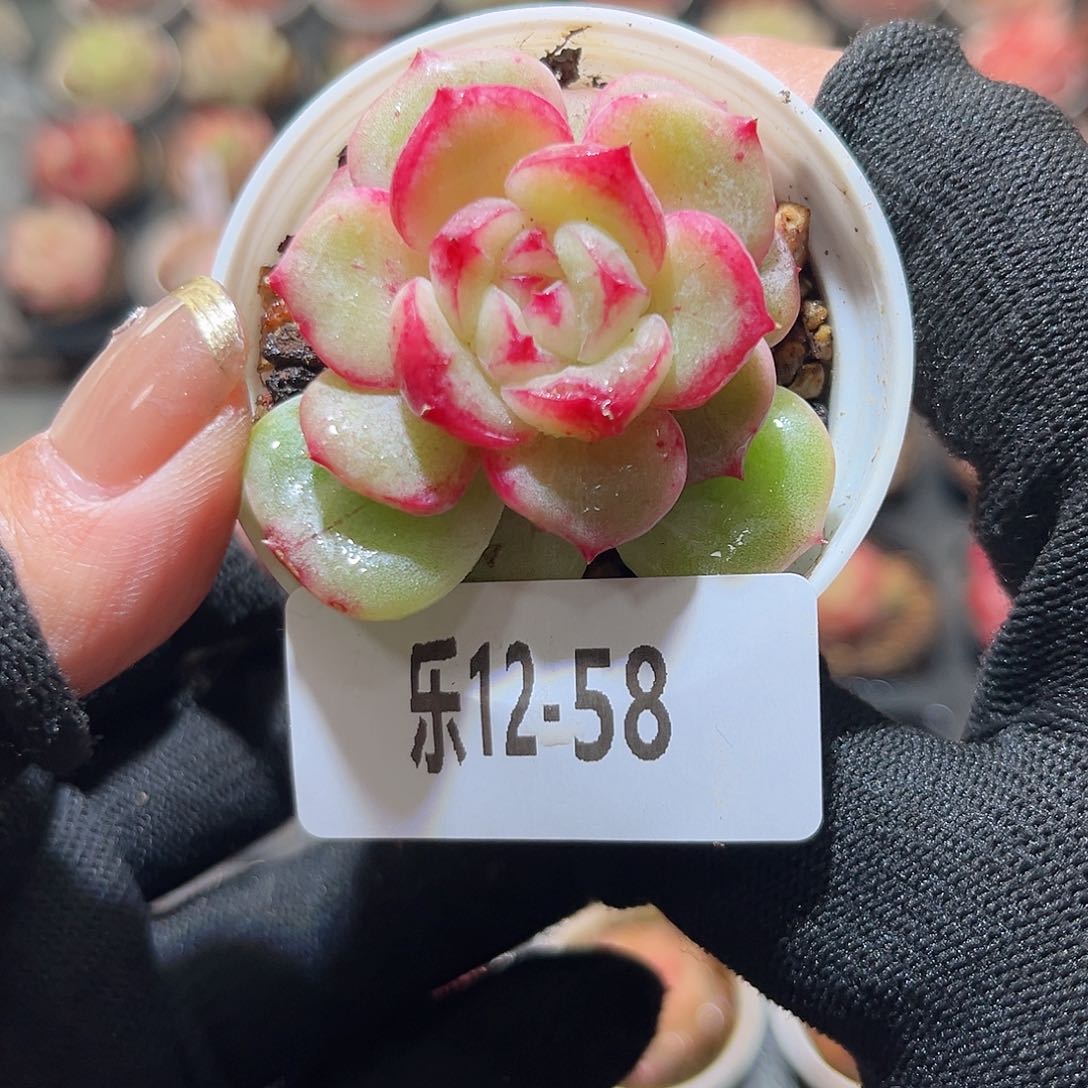 乐12-58 新品单头