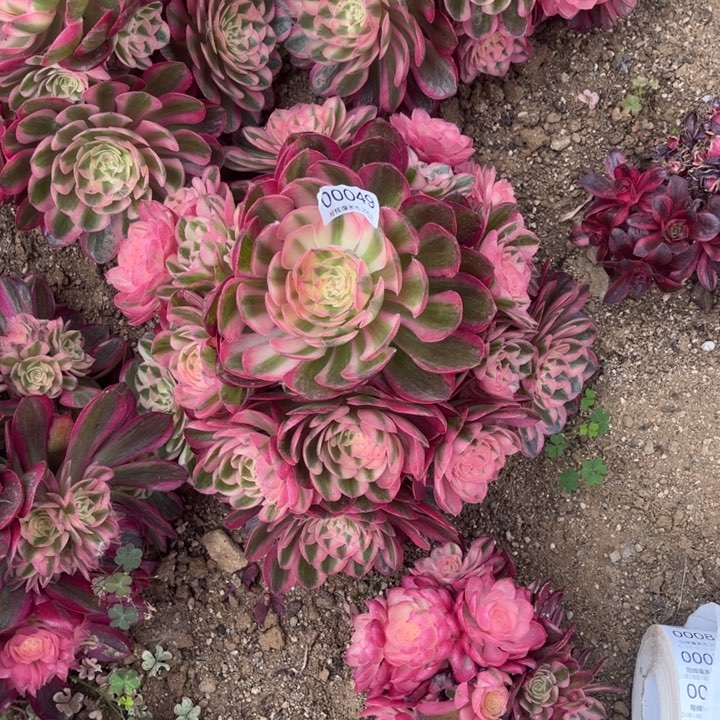 勇**对00049倾城多肉植物