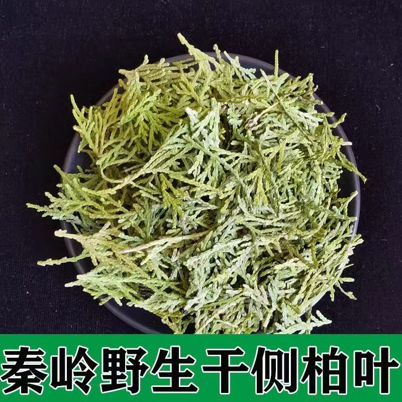 正宗野生侧柏叶精选秦岭无硫侧柏叶自然阴干品质好