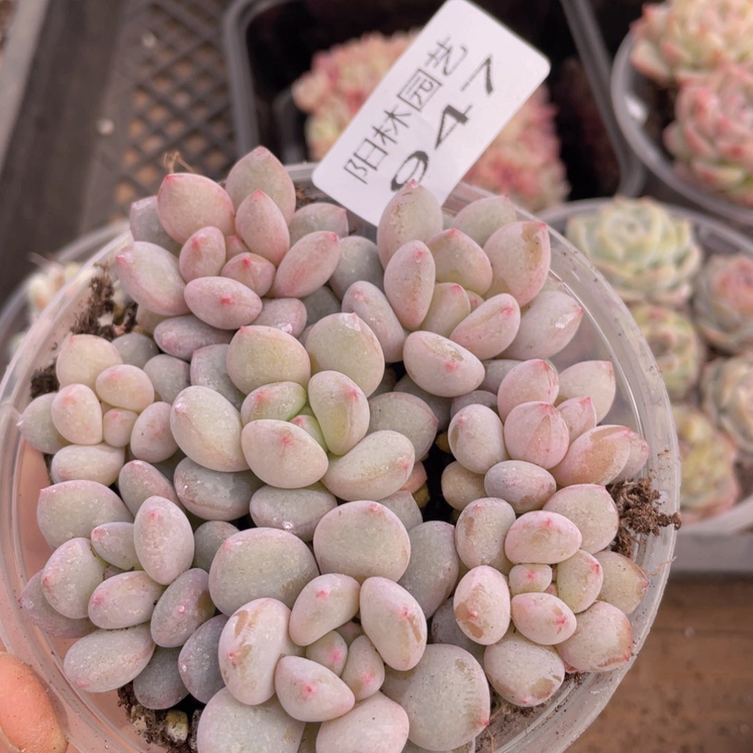 多肉植物多肉植物947