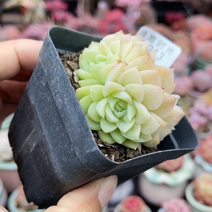 213 非偏远28包邮 群身不包整