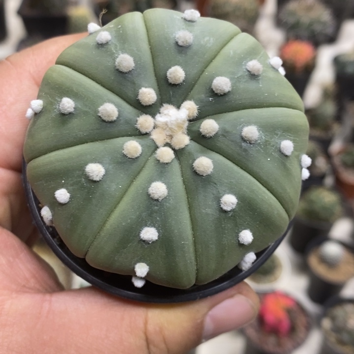 实生琉璃兜特价孤品