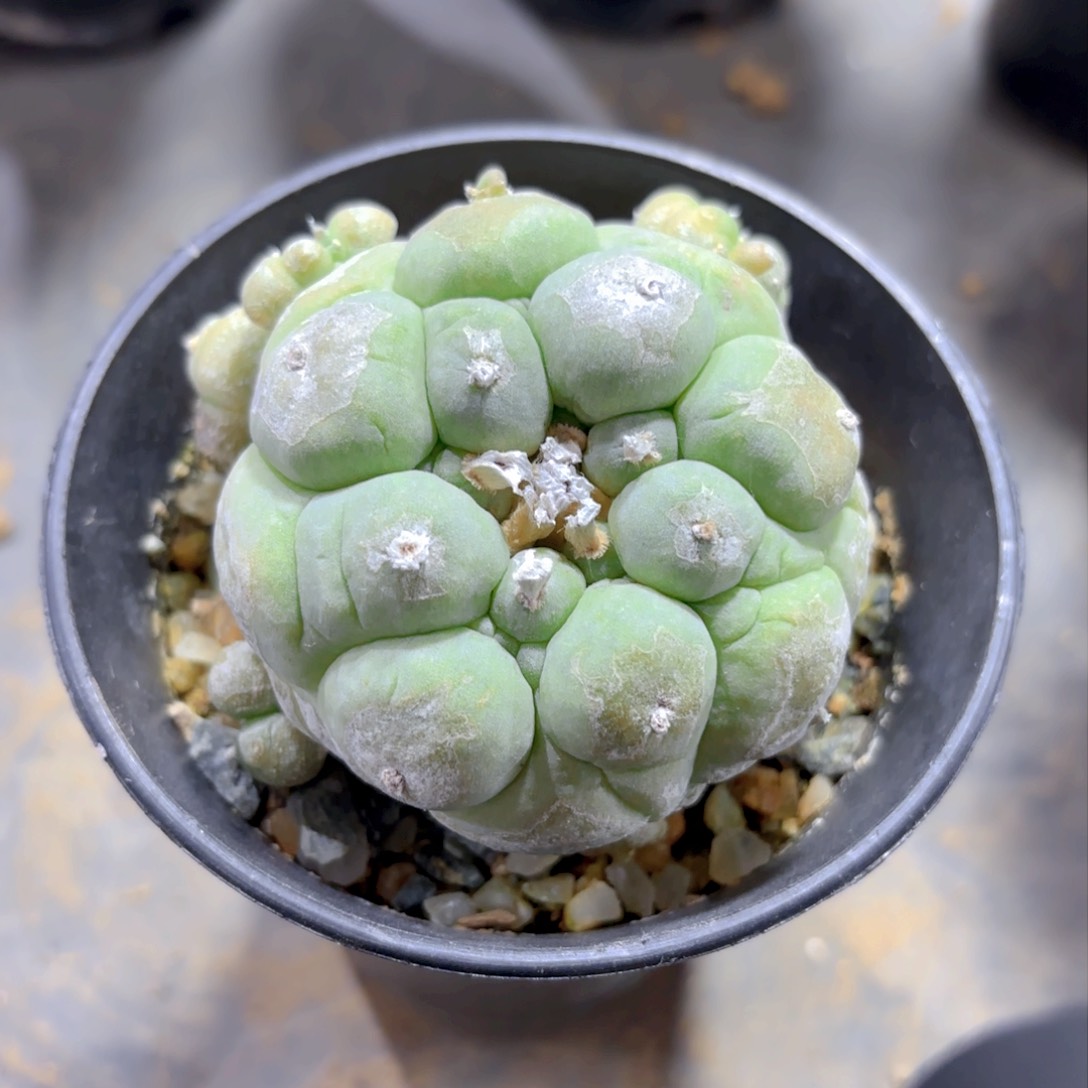 G533Ggggg大尤古田