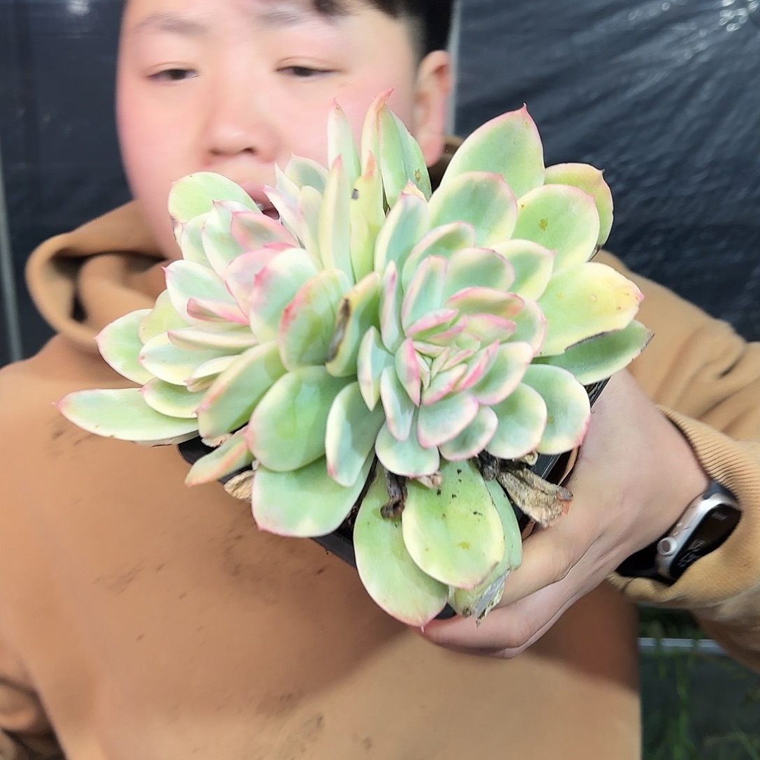 双头起绮罗锦 3.66