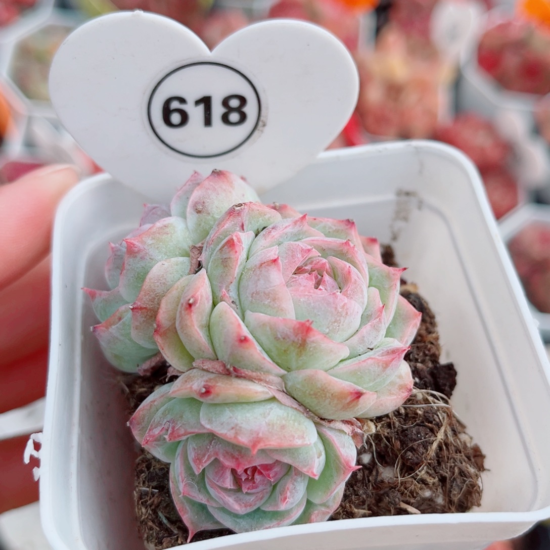 618号小老桩珍妮群