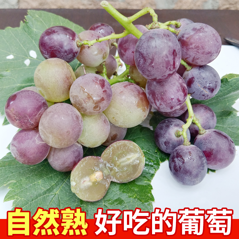 青岛宫家村巨峰葡5斤皮薄肉厚果汁浓原生态种植孕妇小孩都可吃