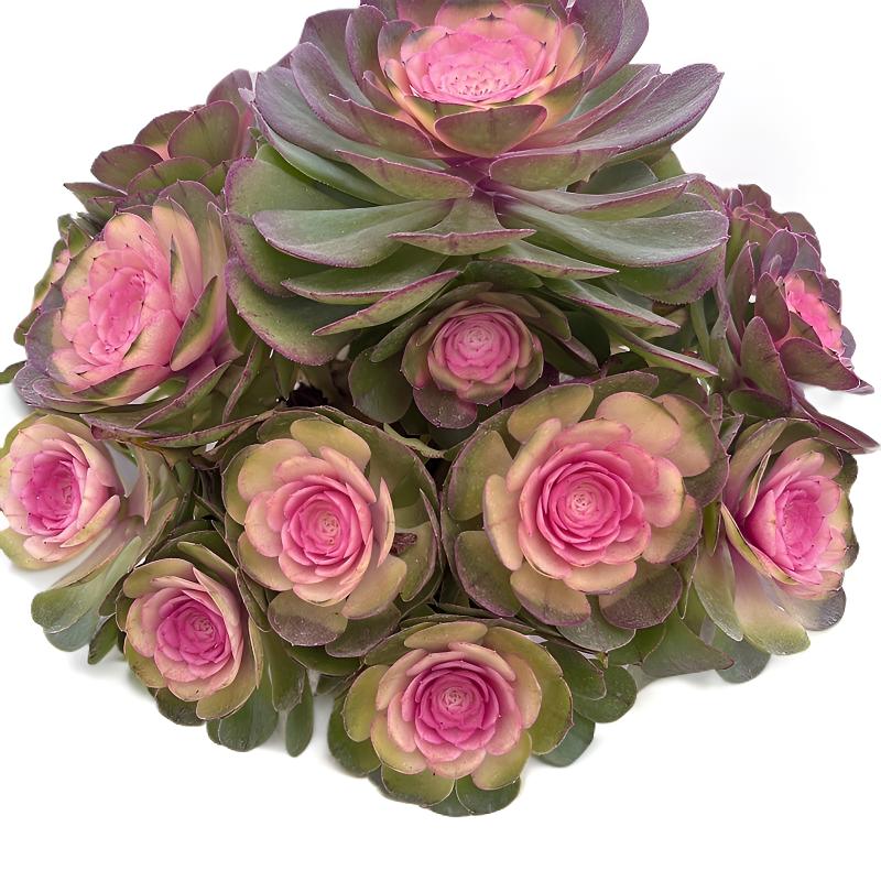 【倾城玫瑰法师】精品法师多肉 好养活 室内外盆栽多肉 耐冻