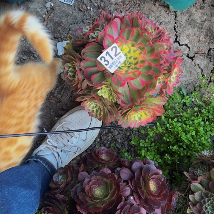 海王花27-15包邮花花