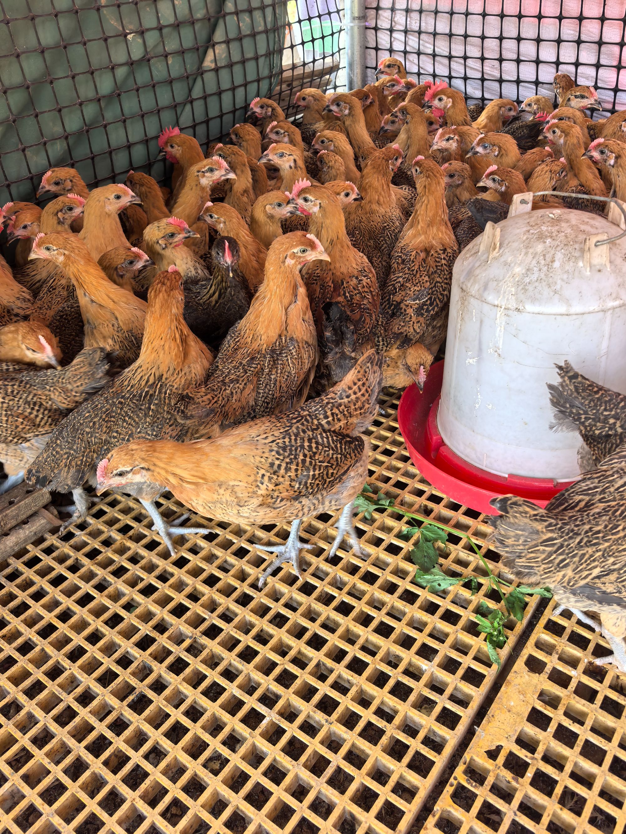 【8红瑶鸡】每只1斤左右 肉质鲜美 营养丰富 包邮