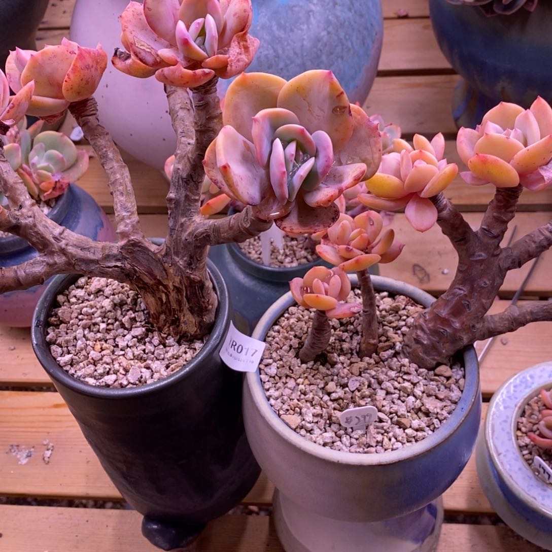 粗砂花盆大***马YR017单肉单肉