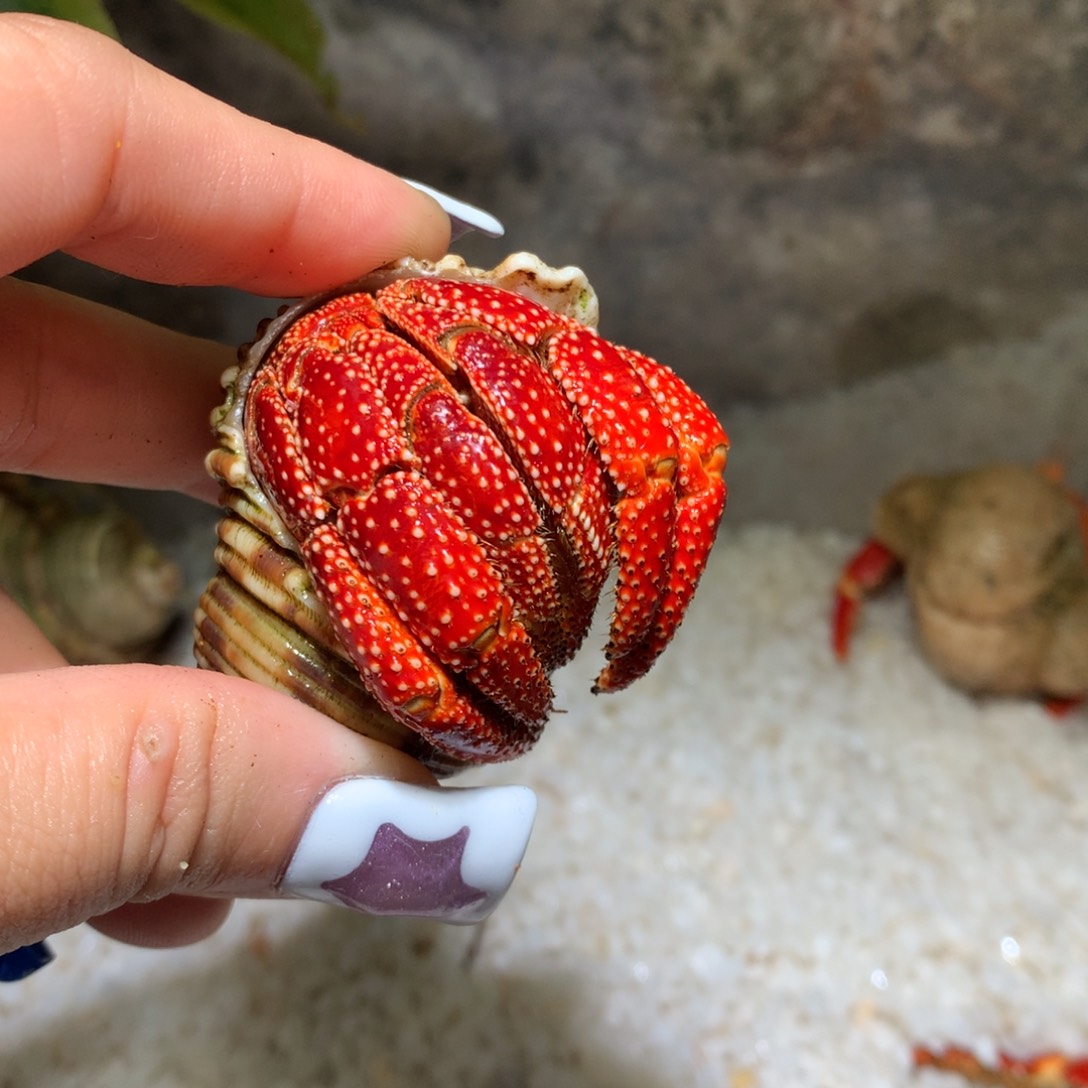 活体出售不退不换3.3（4