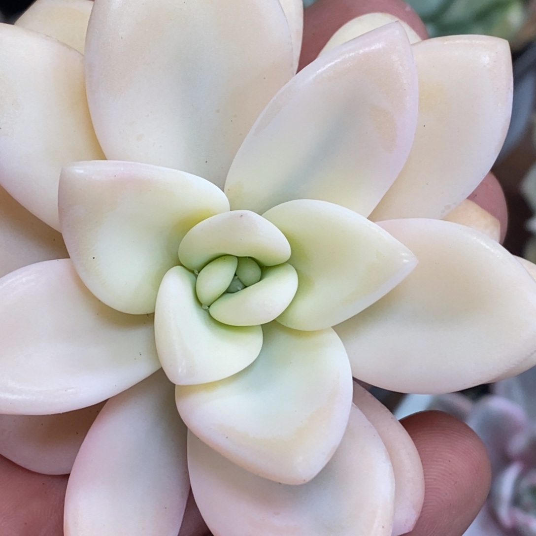 940彩色奥普锦 小方花圃一物一拍