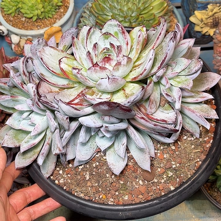 多肉植物一物一拍寄养