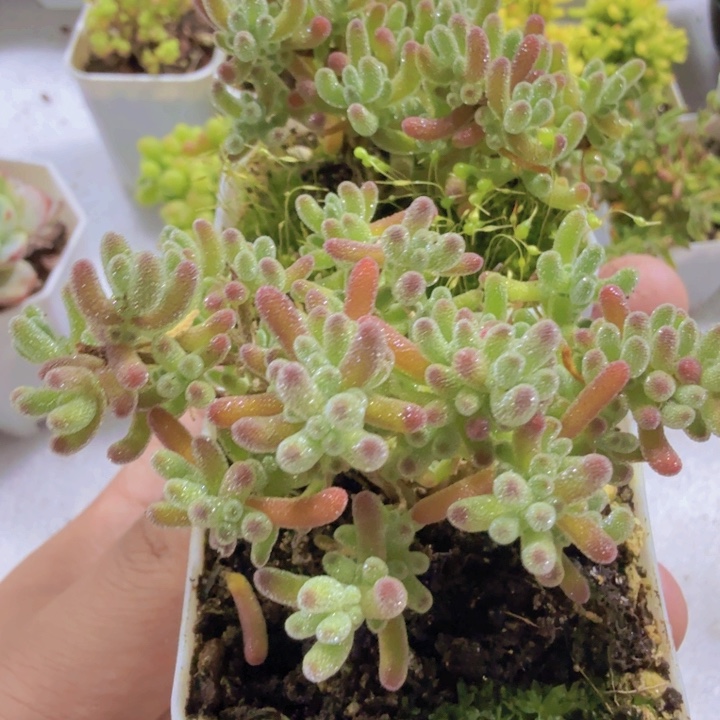 紫水晶枝干王炸一颗