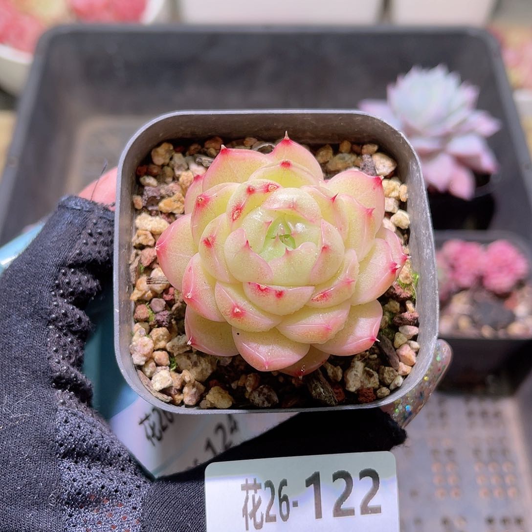 花利美26-122麦秆 微瑕