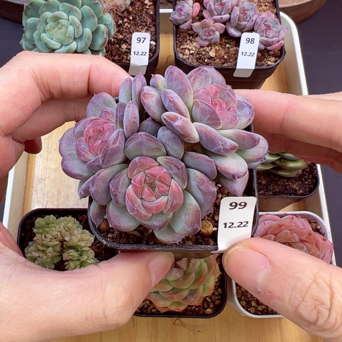 好好看99、哈哈哈哈