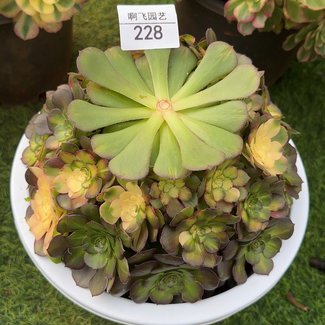 228多肉 海洋七彩砍头 寄养