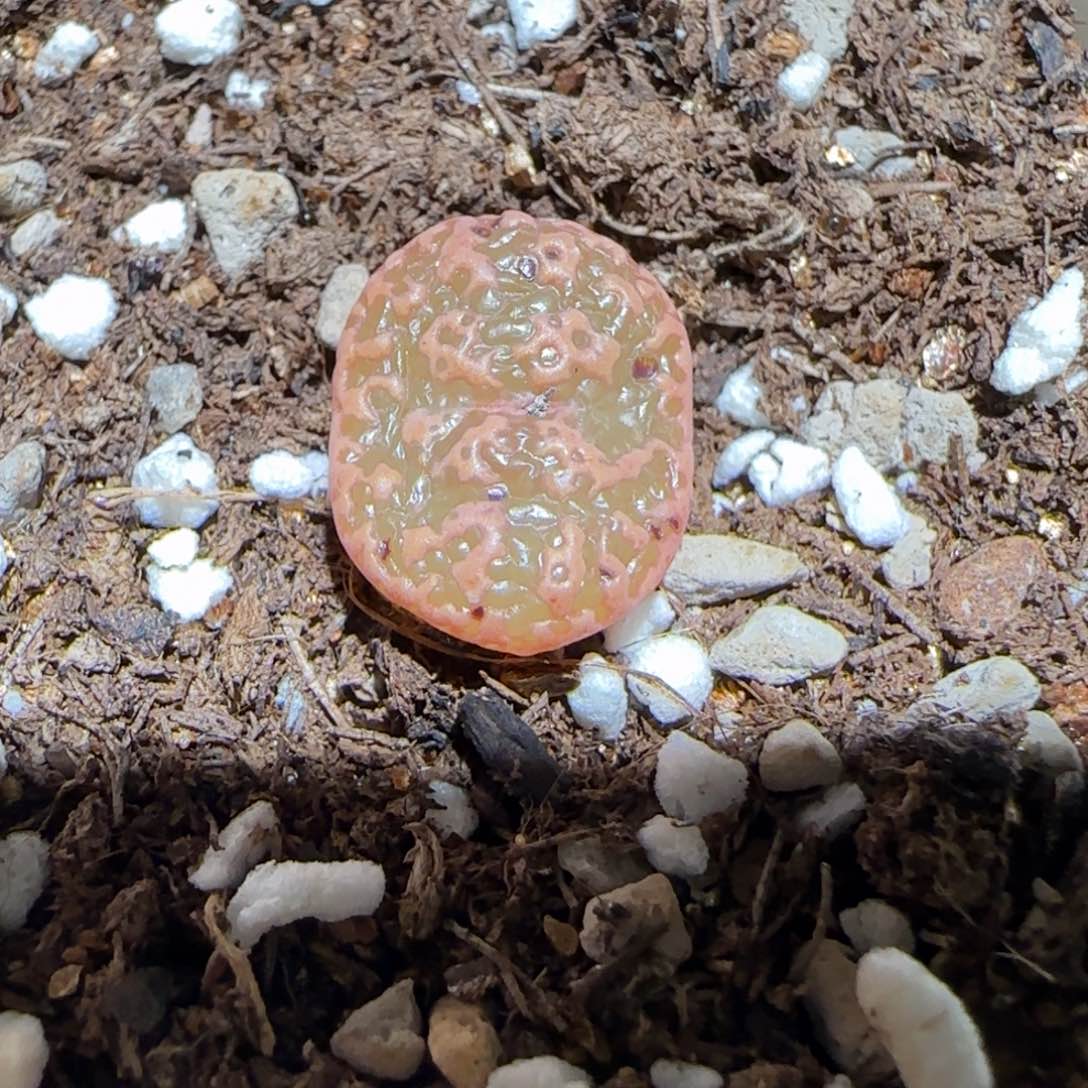 肉锥多肉植物百科-超级泡泡勋636