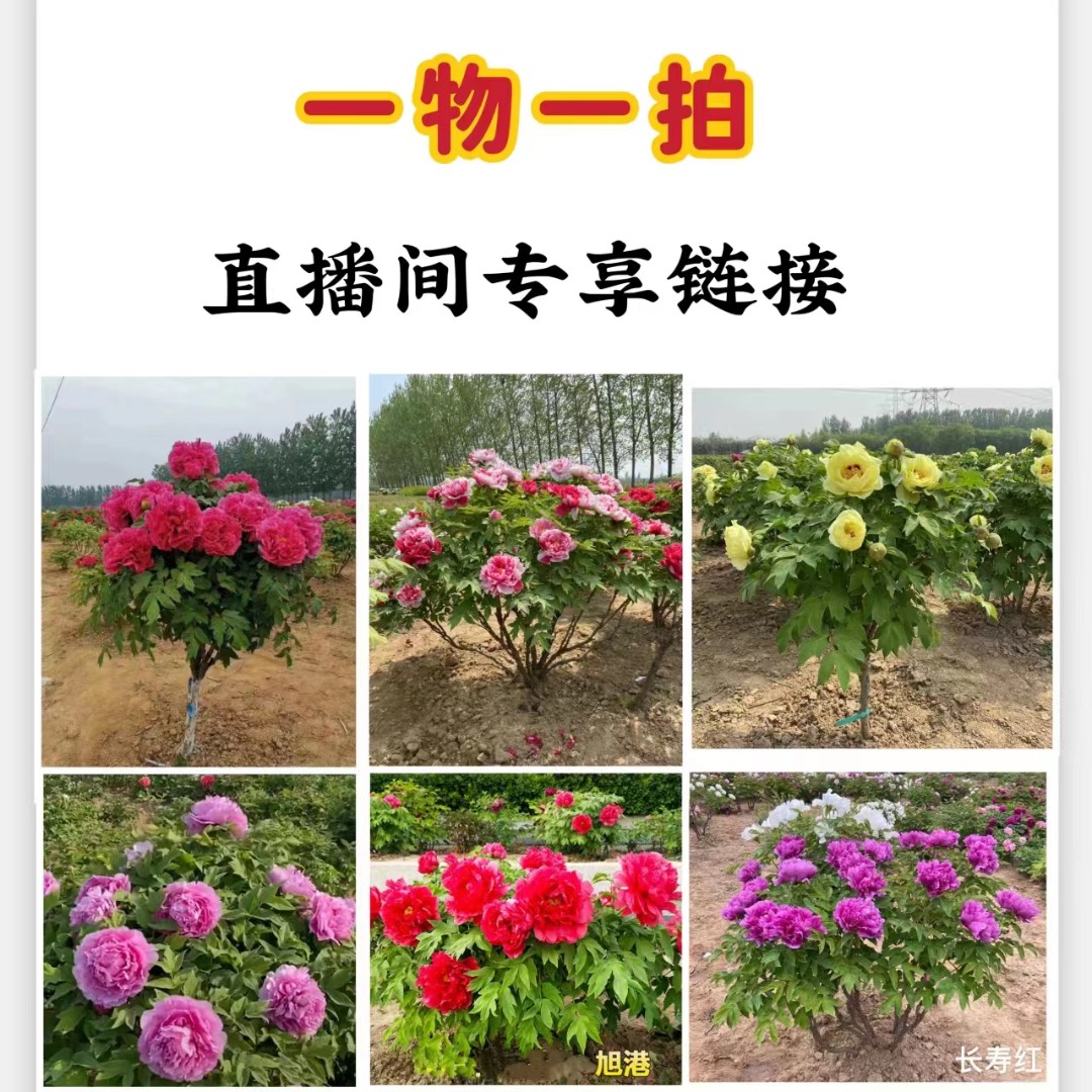 【一物一拍】精品丛生独杆老桩牡丹庭院栽培基地土球发货