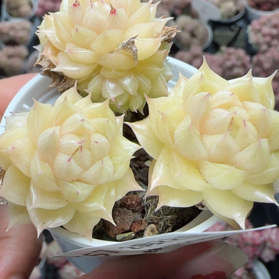 花语逸境0222-557